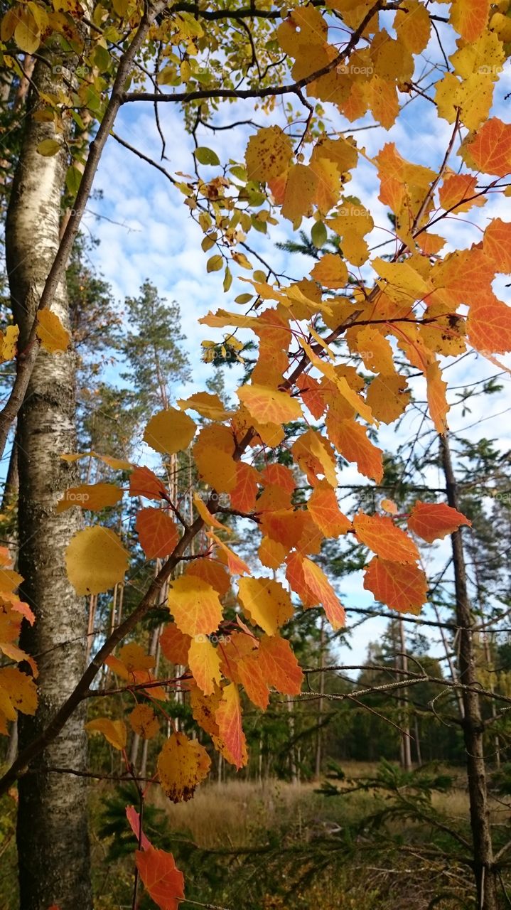 Yellow leaves in fall 