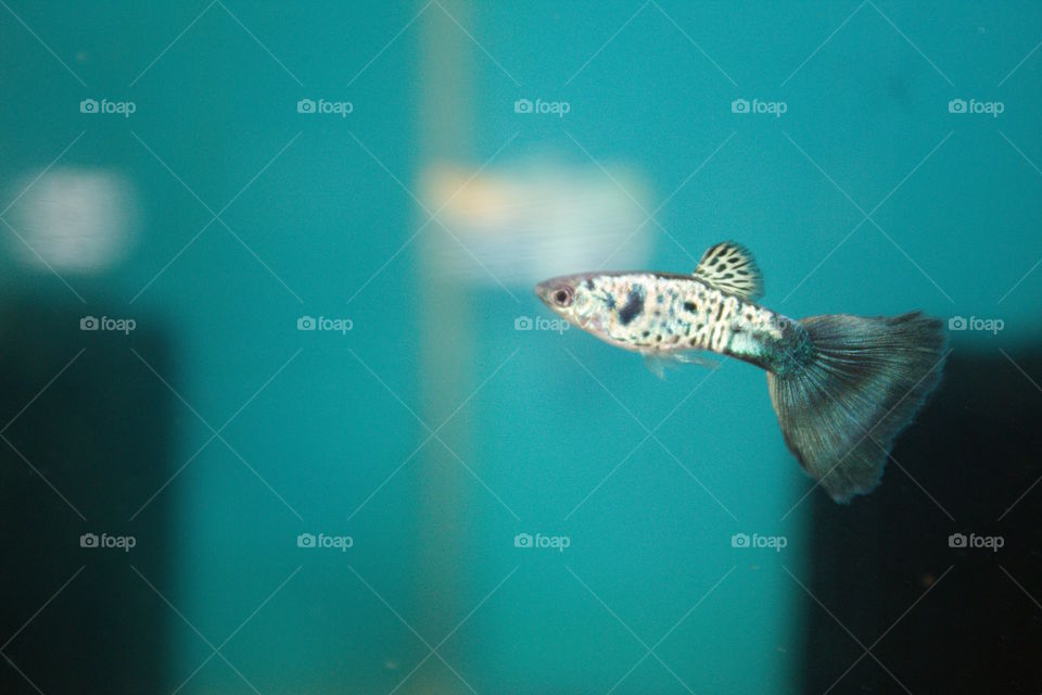 snakeskin blue tail male