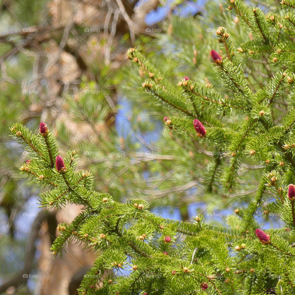 firtree blossom