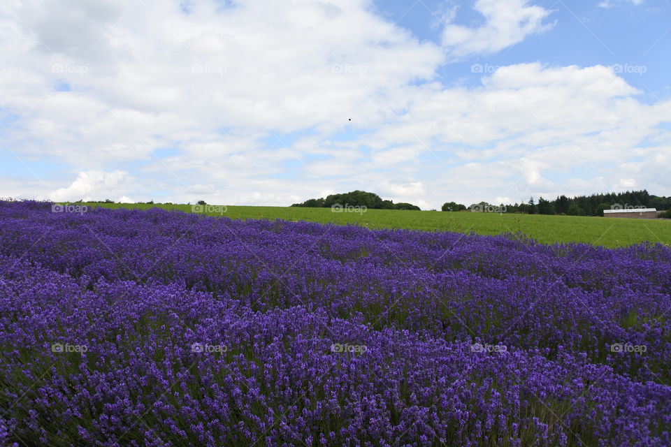 Flower, No Person, Field, Landscape, Nature