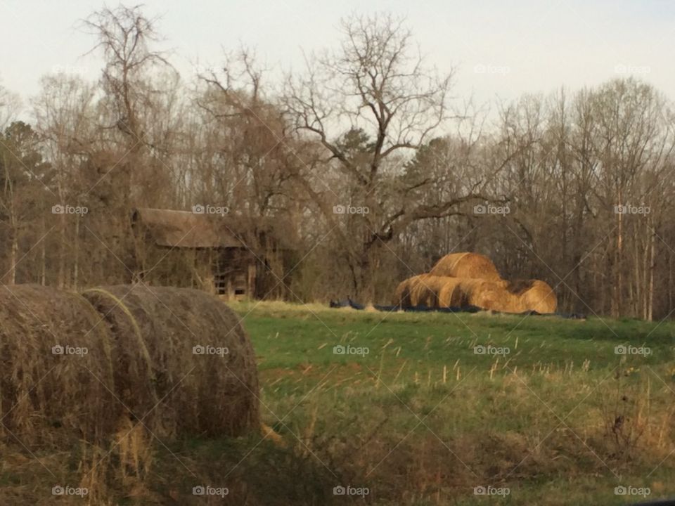 Hay Bales