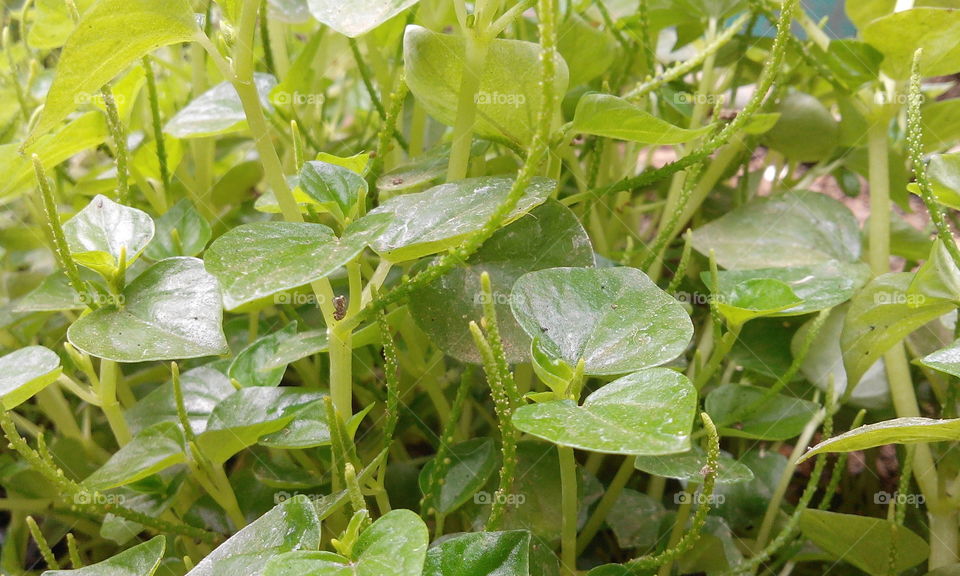  Peperomia pellucida 