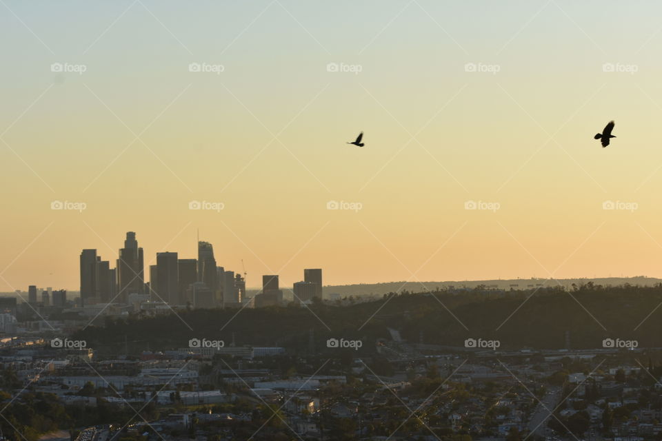 Downtown, Los Angeles, sunset and ravens 