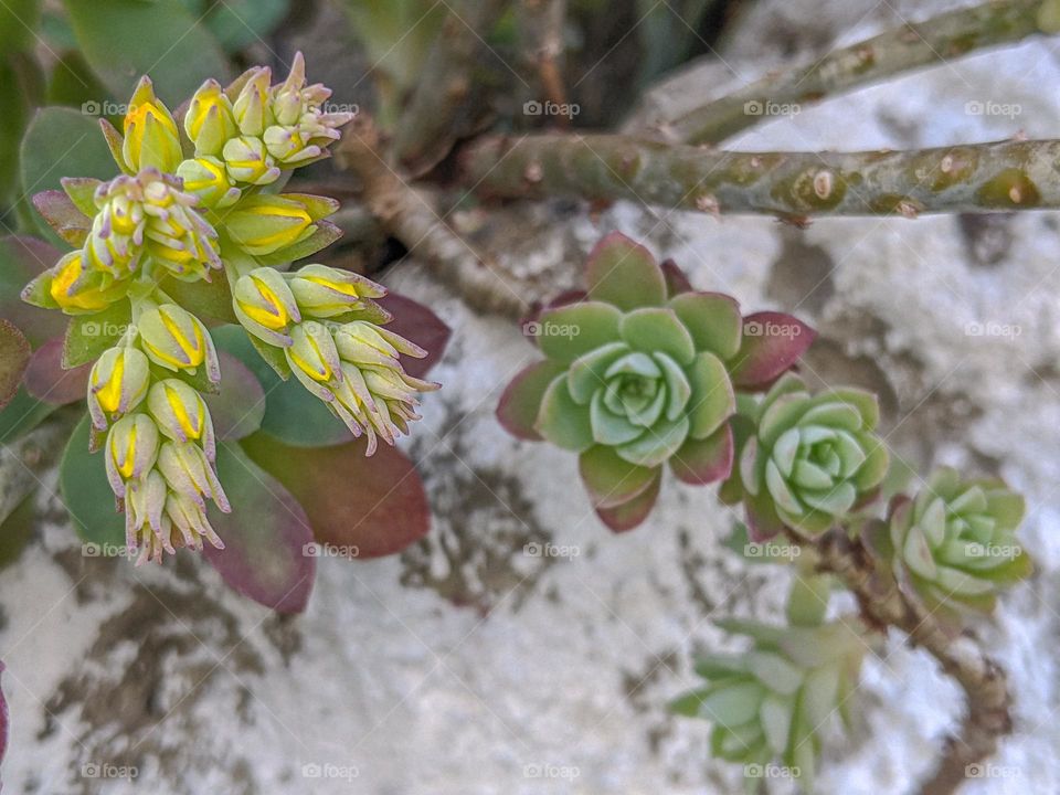 evergreen flower in spring