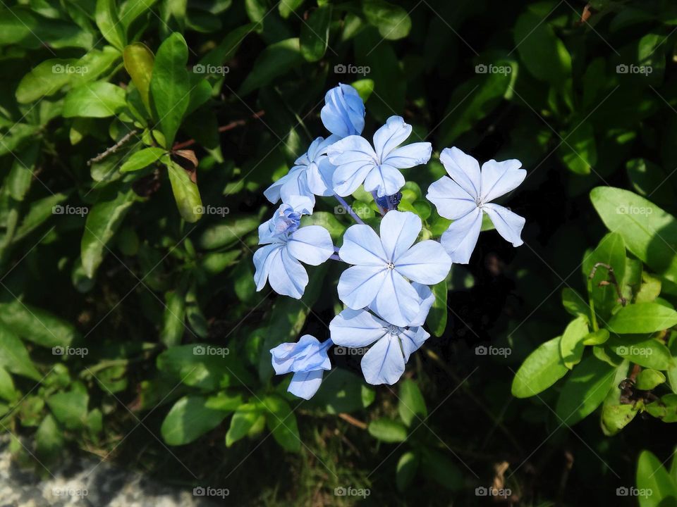 Plumbago