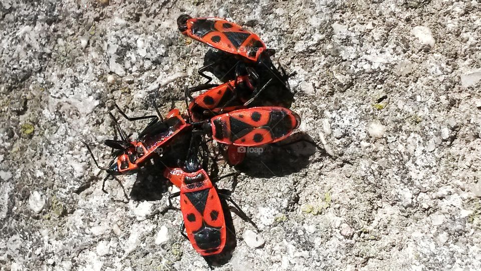 Bugs in red