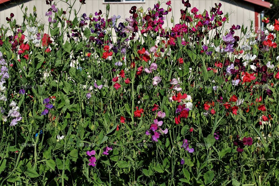 Sweet peas