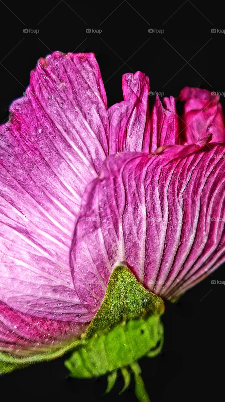Flower leaf texture, beautiful pink colour.