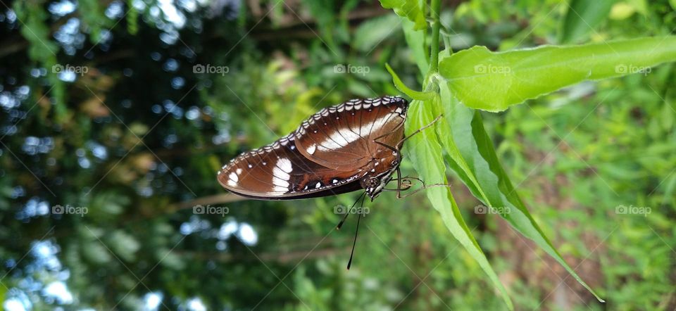 Beautiful butterfly perched on the tip of the leaf