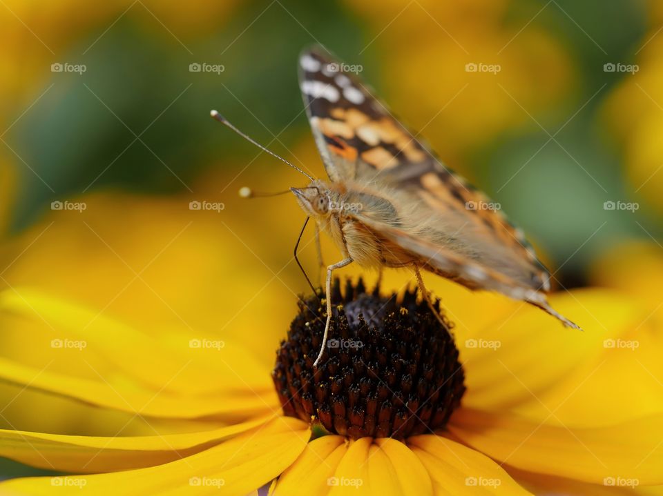 Painted lady searching for nectar on Rudbeckia fulgida