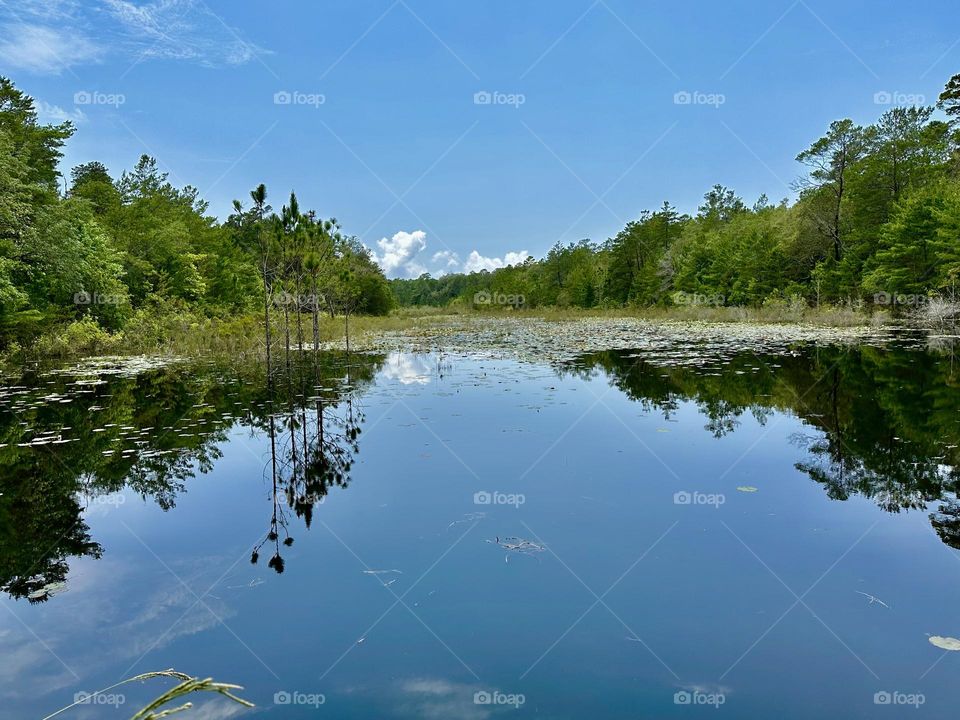 A Day in the Forest -  It was a calm, and I found myself resting at the side of a large oak tree, admiring the beauty of fragrant water lily pond. Lilies are a perennial, that grow in freshwater lakes, ponds and slow-moving streams and ditches