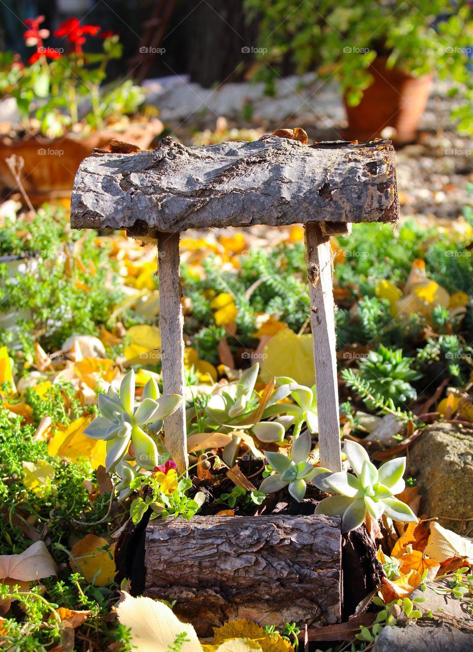 Cactus in a stump pot