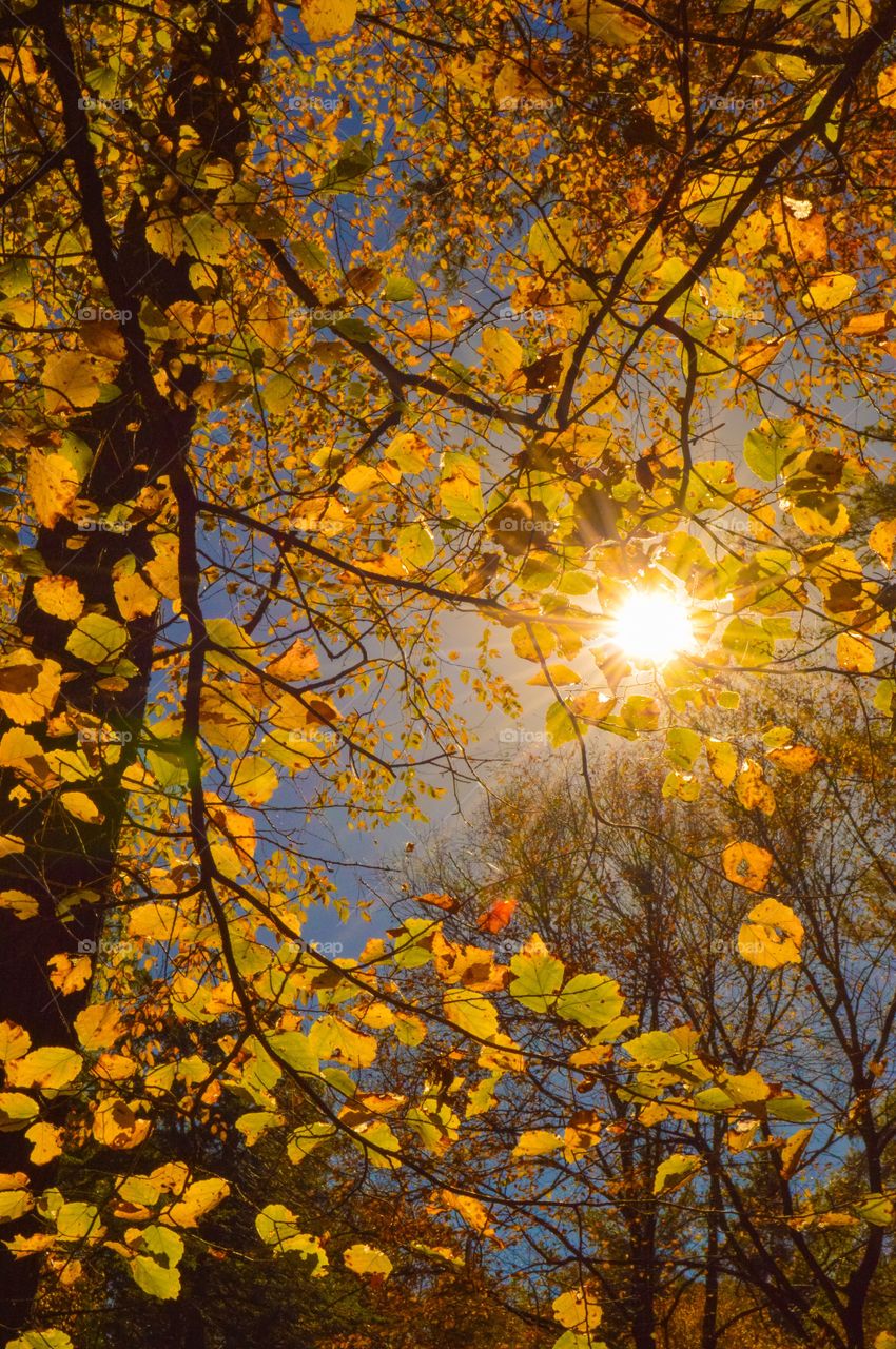 Sunlight through autumn leafs