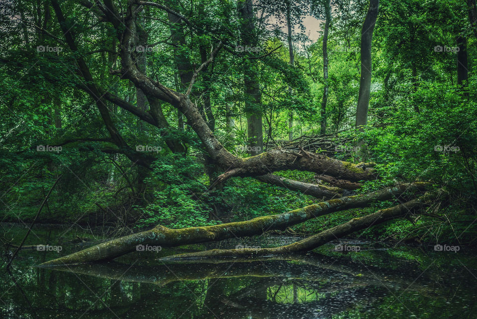 Fallen trees in a forest 