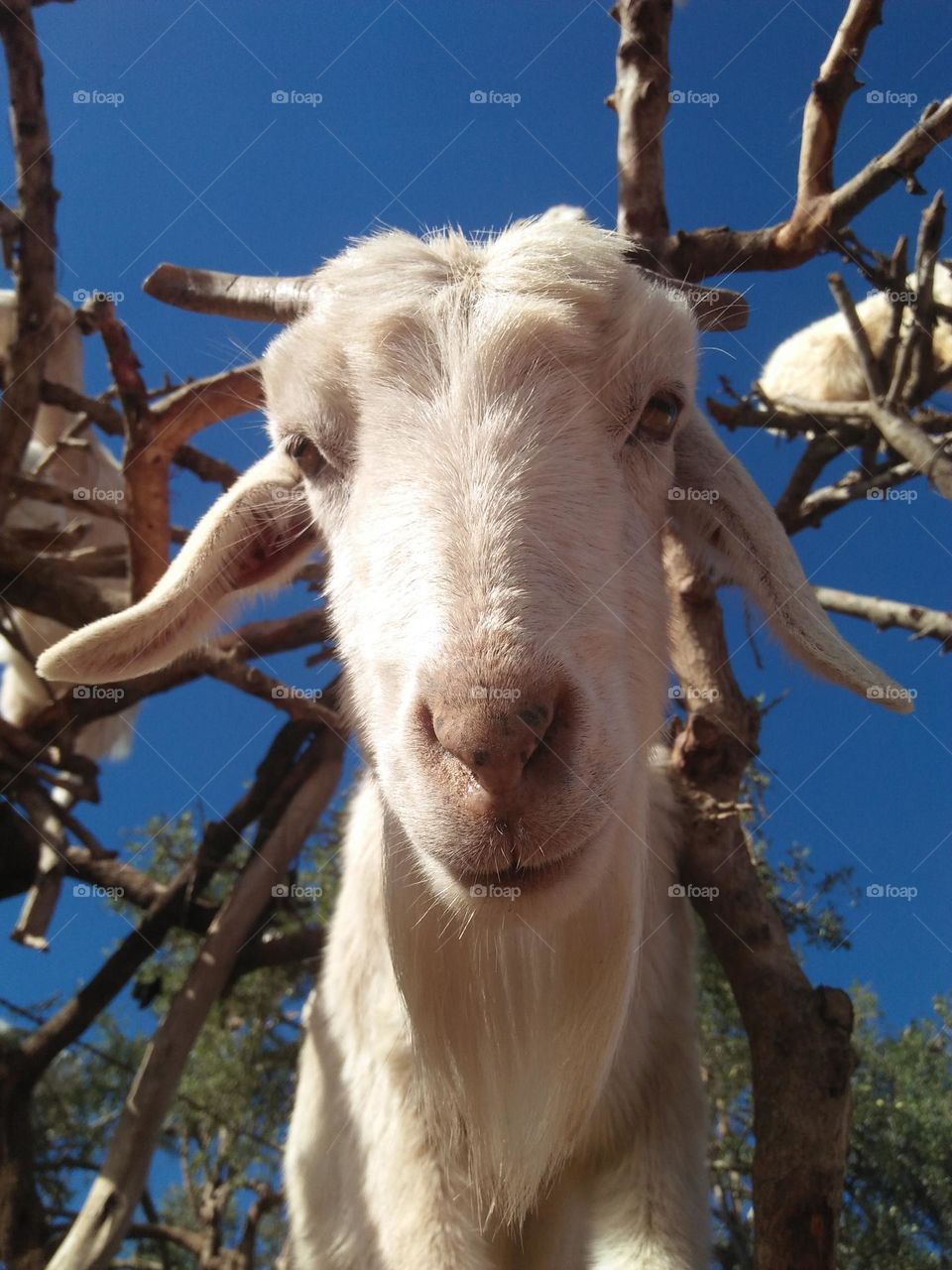 A white goat looking at my camera