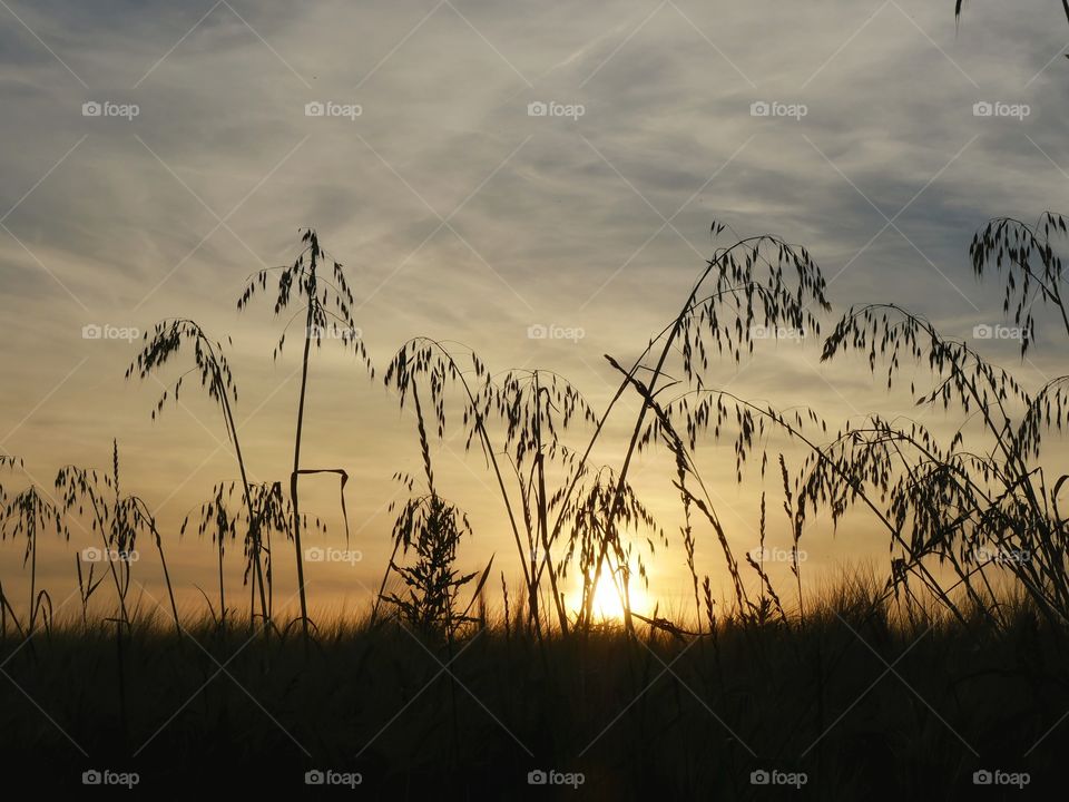 Evening silhouettes