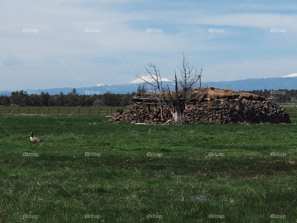 An old homesteading cold storage building built from rocks in the field with mountains in the background on a sunny spring morning. 