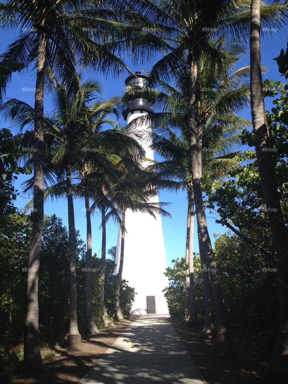 Lighthouse and Palm trees