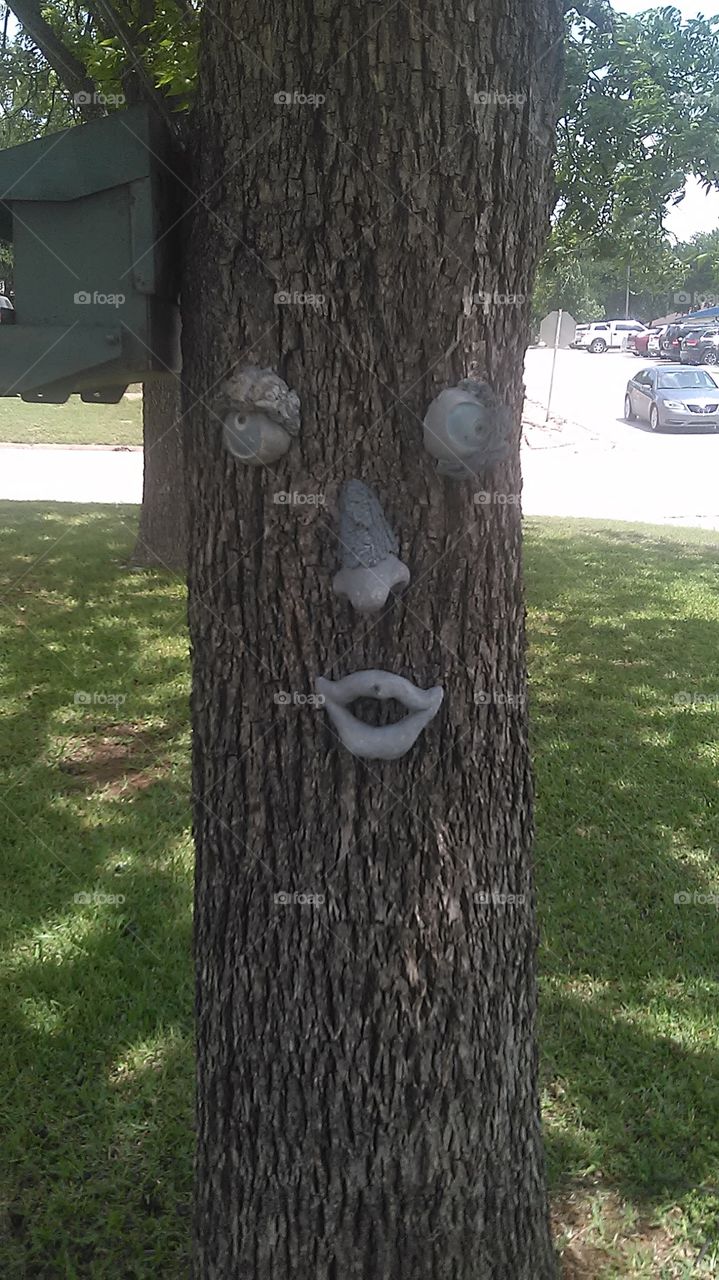 tree face. This is a picture of a face glued to the tree 🎄