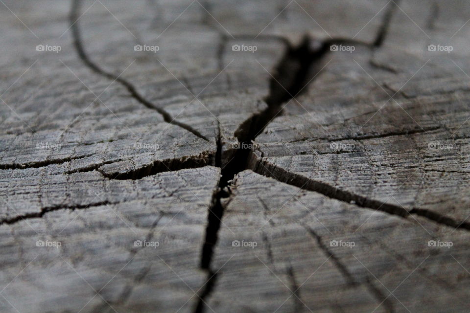 Crack on top of a log