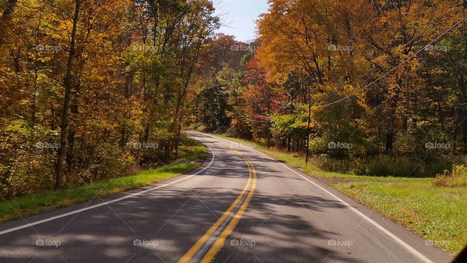 Road, Guidance, Fall, Tree, Asphalt