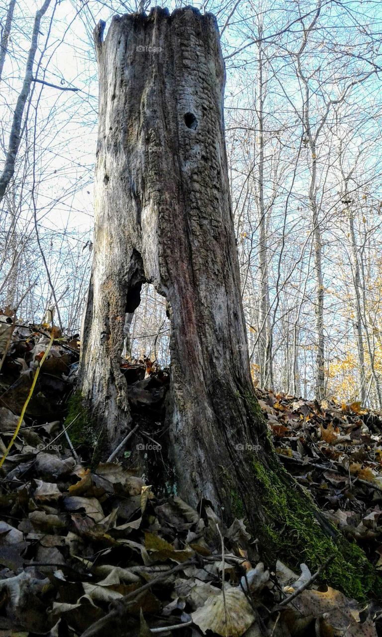 Old Tree Stump