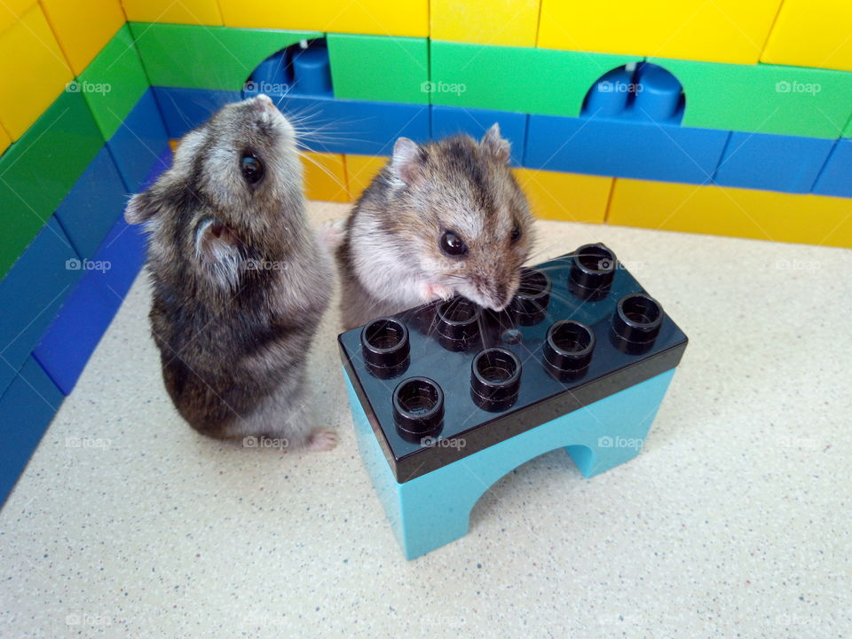 Hamsters play in the Lego Designer