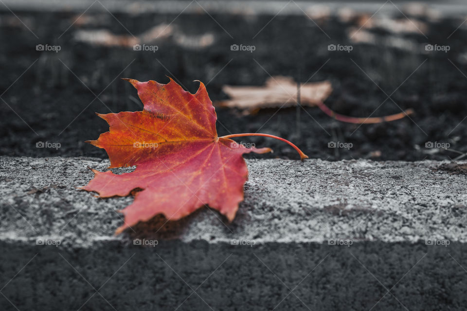 Red leaf on dark concrete.  autumn concept