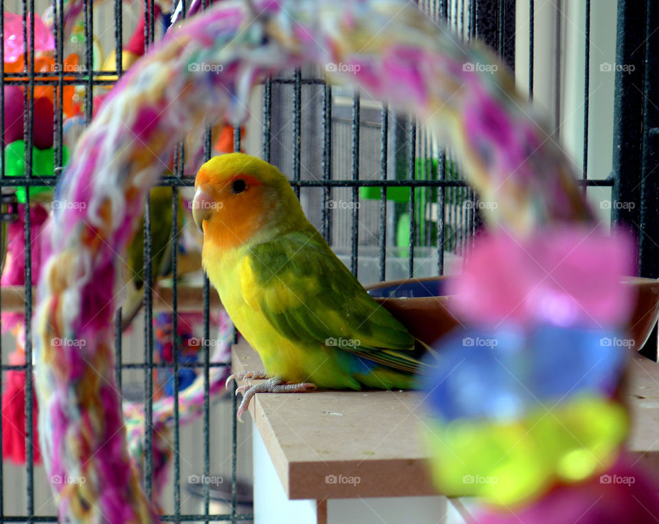 colourful animal love bird by paullj