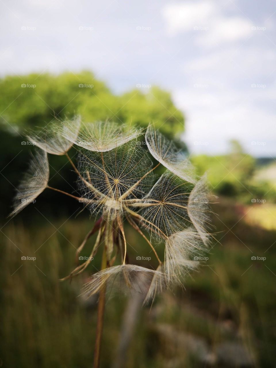 Watching nature more closely and focusing the camera on detail is wonderful.  Beauty is in the eye of the beholder😍