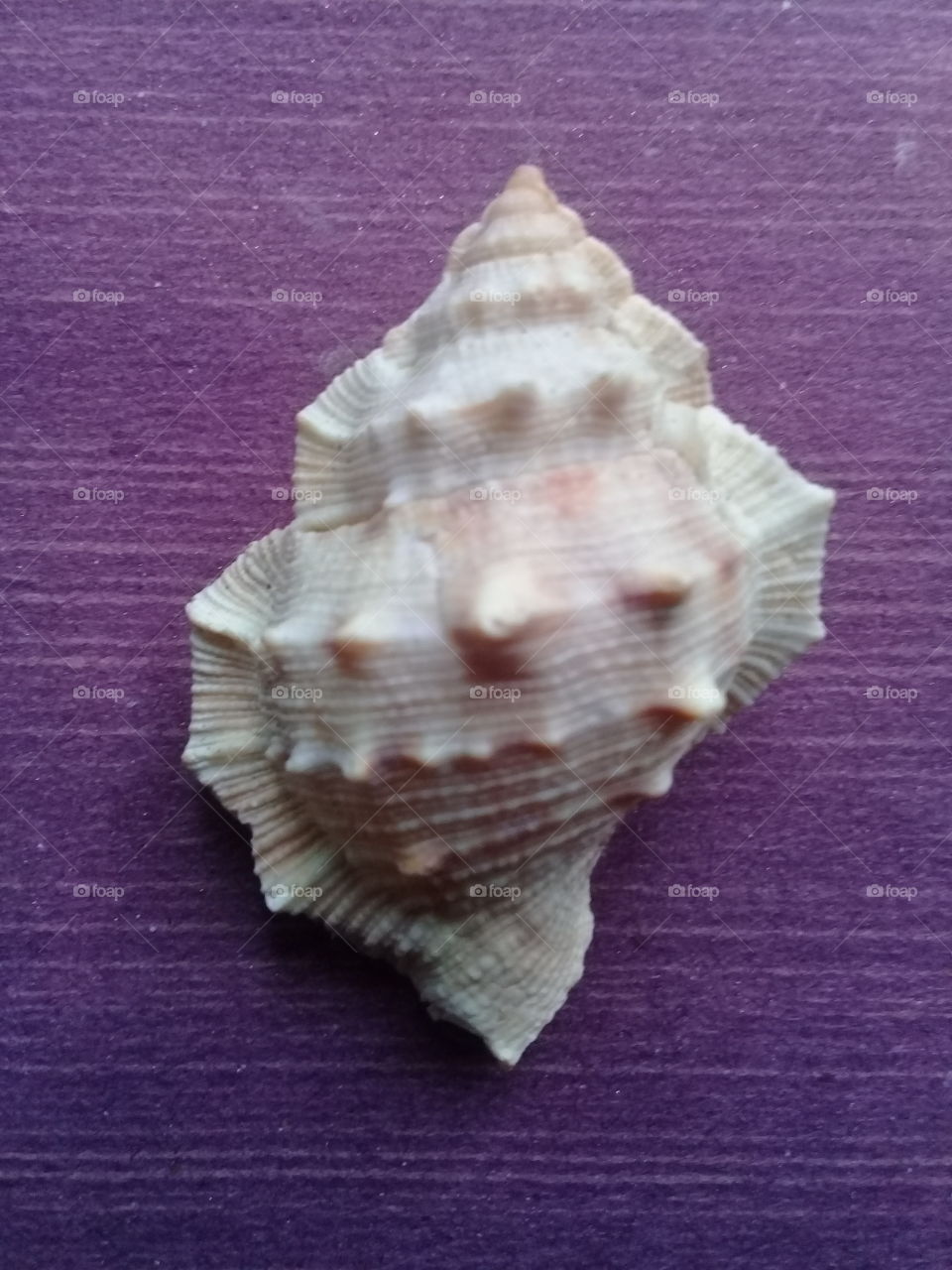 a chank shell