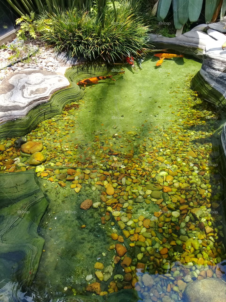 Um belo lago com carpas e outros peixes. A natureza sempre se alaixobs por sua beleza...