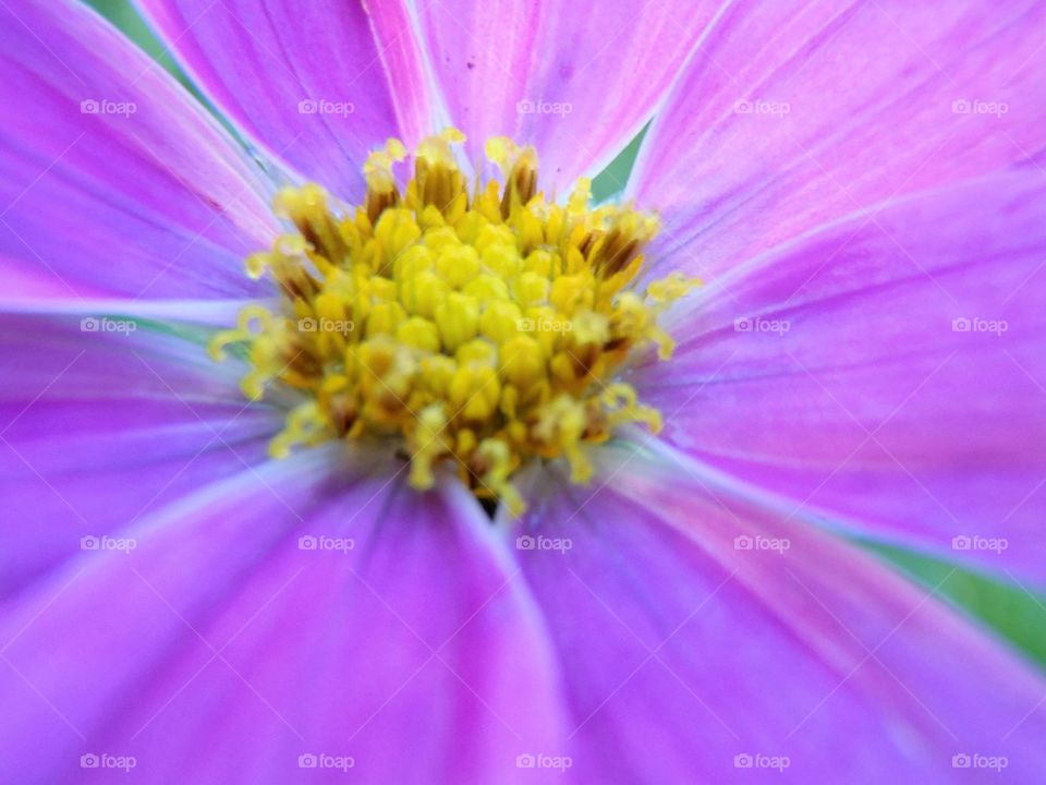 All over screen purple 