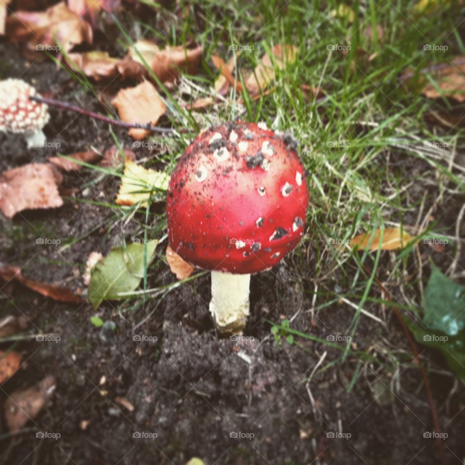 City mushroom