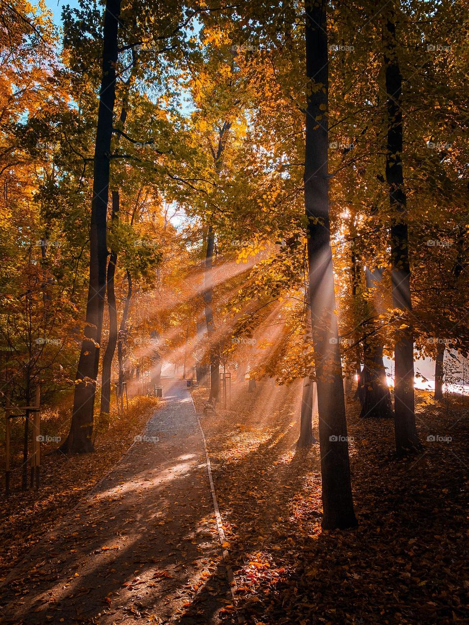 Sunbeams in the foggy autumn morning, long park alley with trees covered with bright yellow, orange and green leaves. A lot of leaves are laying on the ground, no people, warm and nice fall atmosphere in the nature