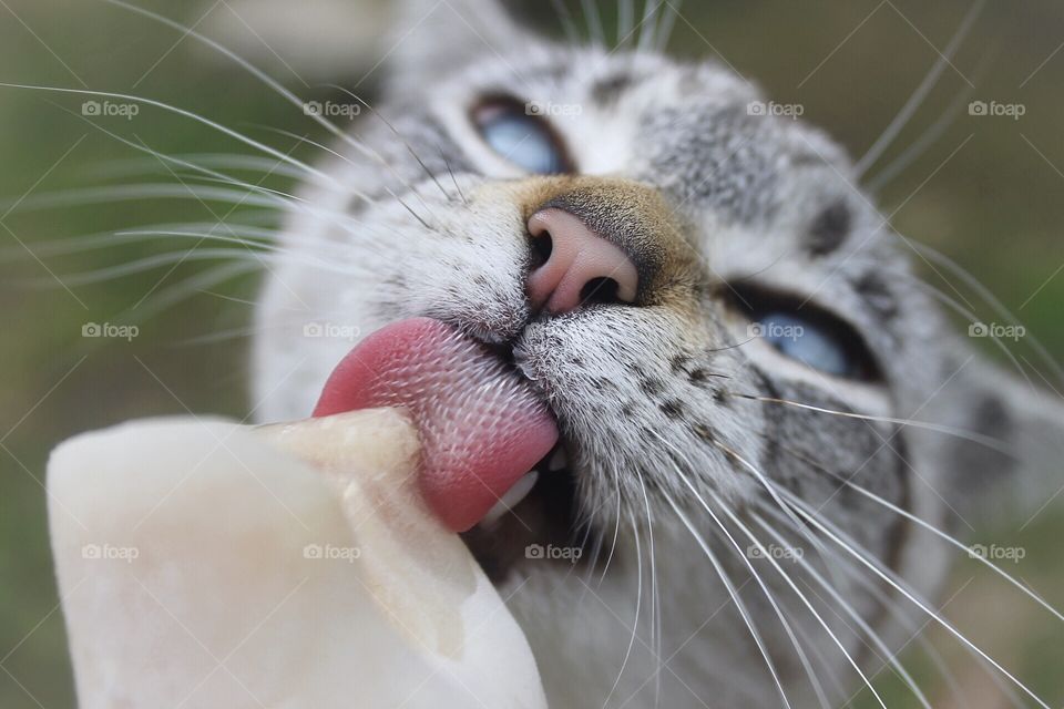 Tongue close up