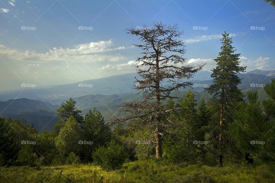 Trees in mountains