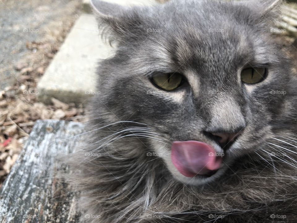 Cute gray kitty doing kitty things