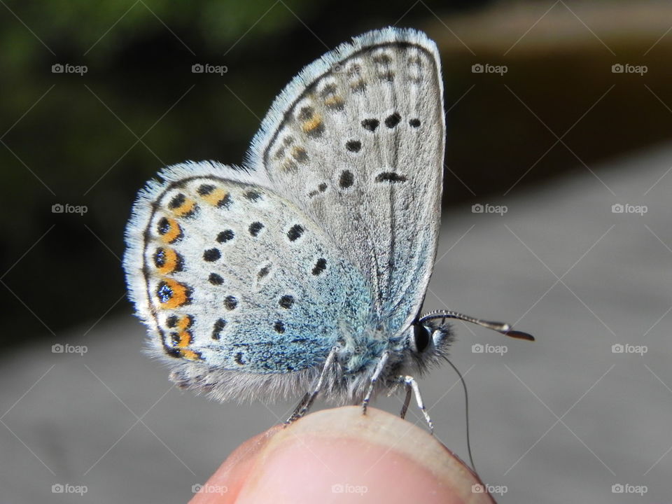 Close-up of butterfly on human hand
