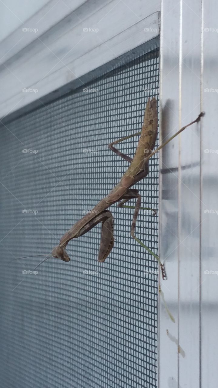 Praying Mantis