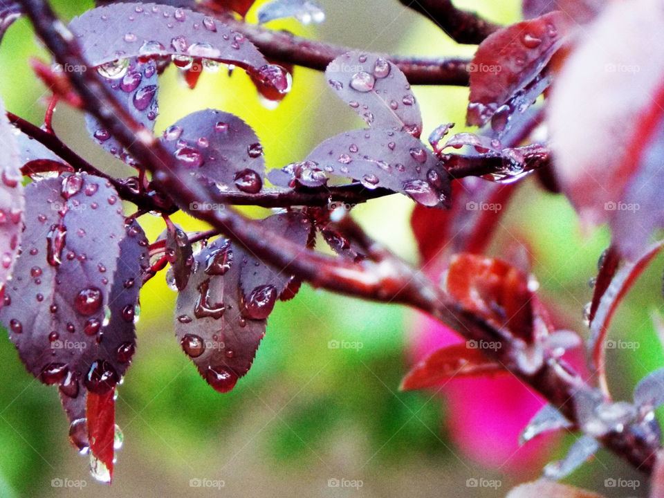 Beautifull leaves with rain drops on them 
