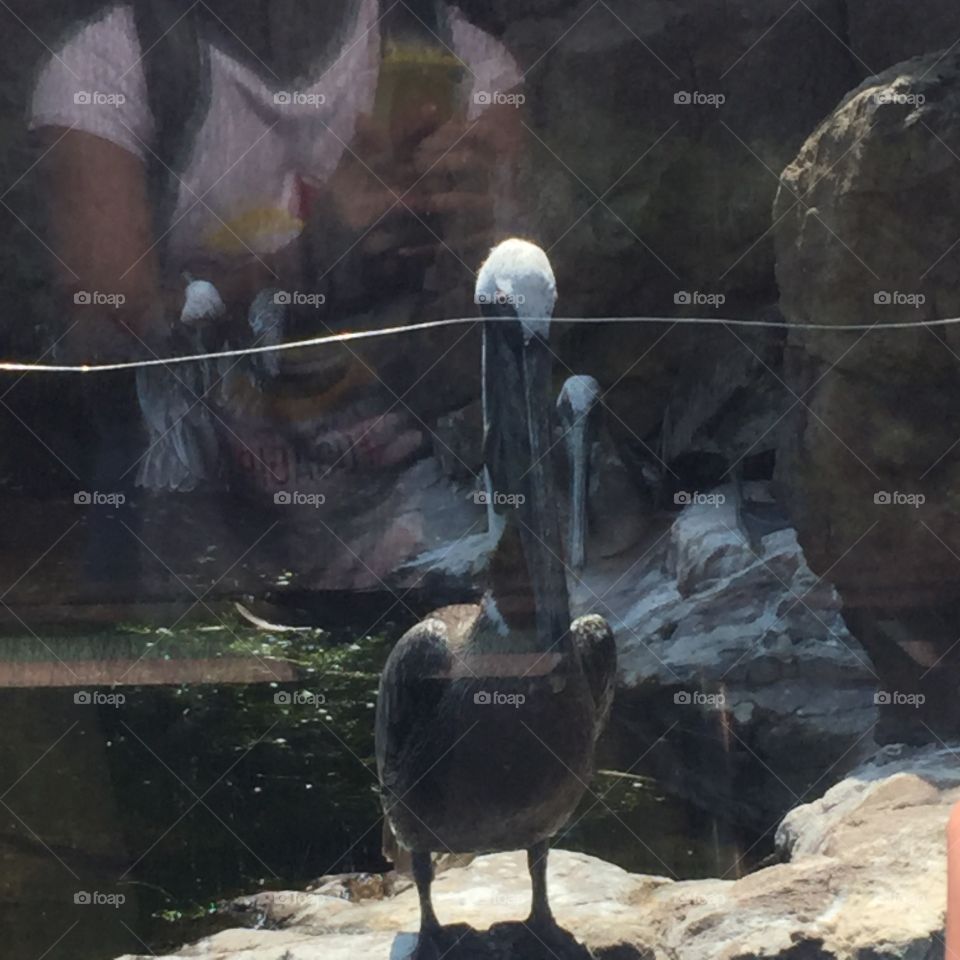 Pelican beauty