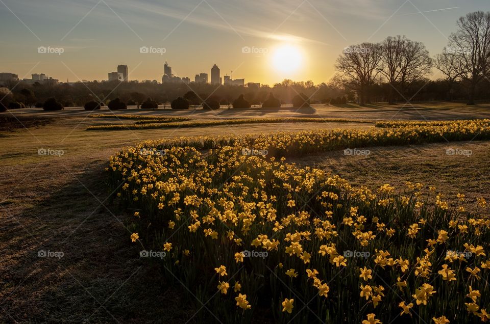 Beautiful golden view of the sunrise over Raleigh North Carolina as seen from the meandering swath of daffodils at Dorothea Dix Park. 