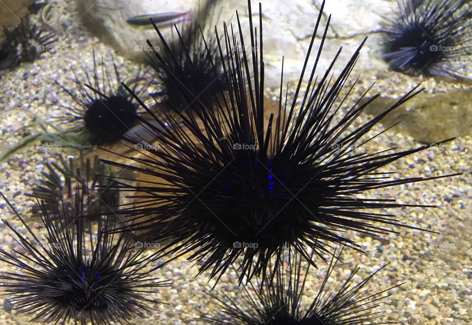 Large sea urchin