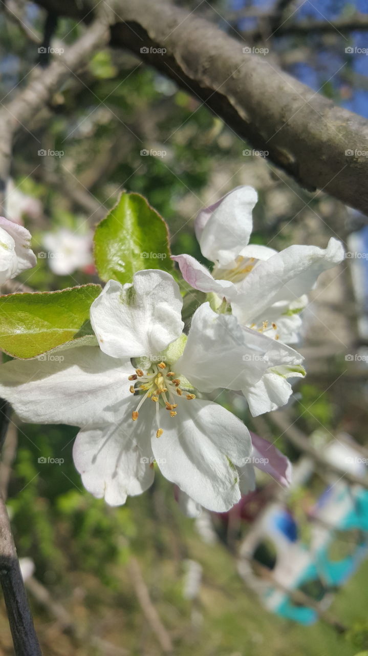 Blooming Tree