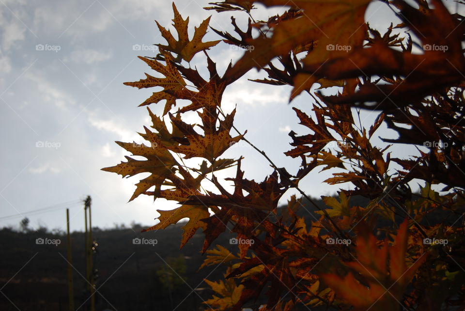 Fall, Leaf, Tree, No Person, Outdoors