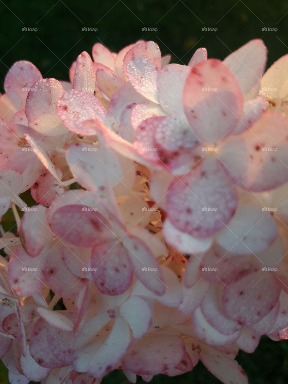 sunlit pink flowers of  bouquet hydrangea  in autumn