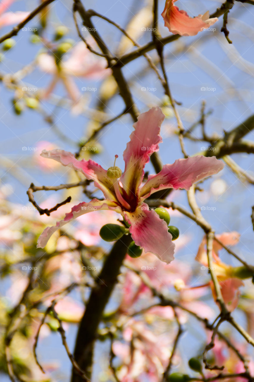 Close-up of a blooming Ceiba Speciosa tree