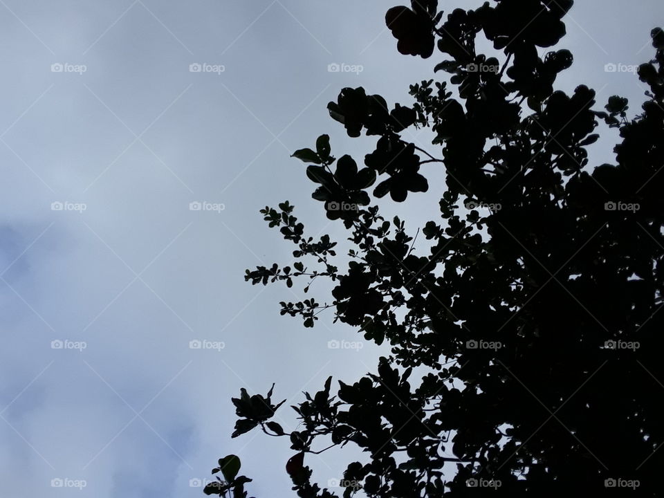 this is picture of beautiful location sky and leaves. dark location. we can get it wallpaper.