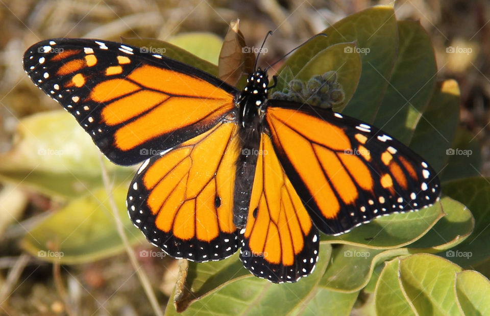 A beautiful wild creature.